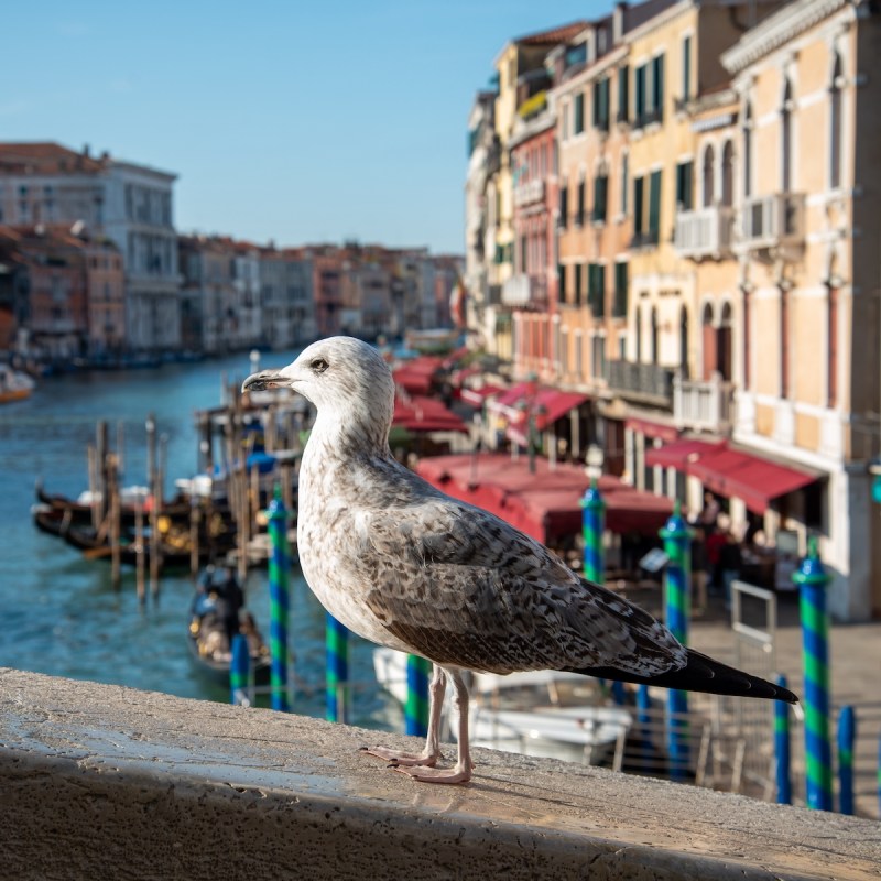 A seagull in Venice, Italy