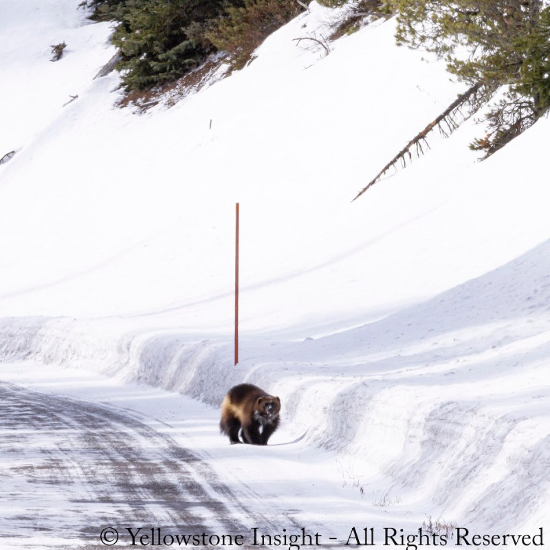 The wolverine sighted in Yellowstone National Park.