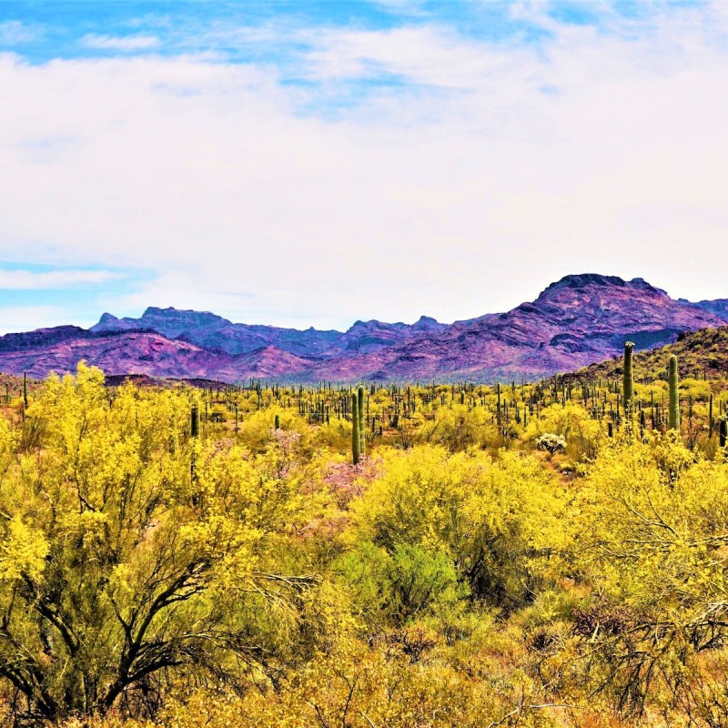 saguaros and palos verdes together at the Organ Pipe Cactus National Monument