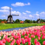 Traditional Dutch windmills along a canal with pink tulip flowers in the foreground, Netherlands.