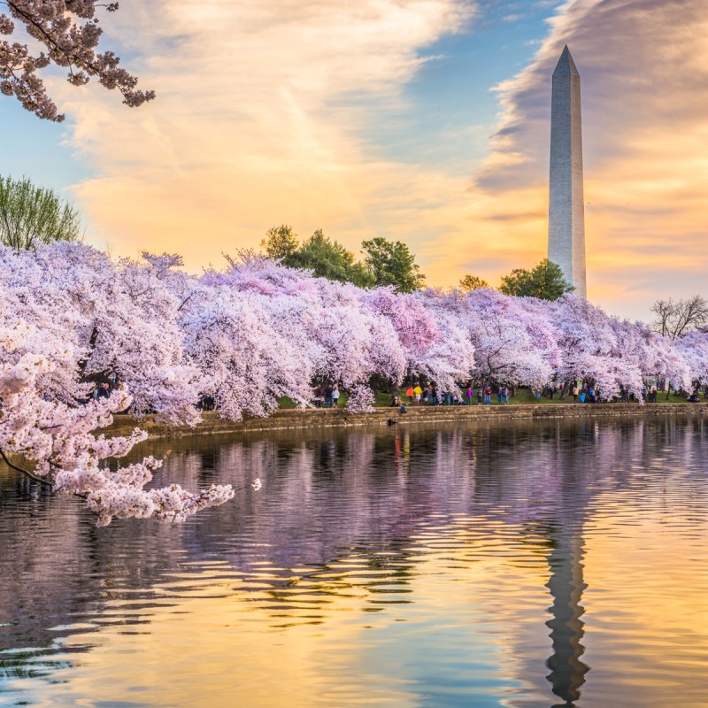 Spring in D.C.