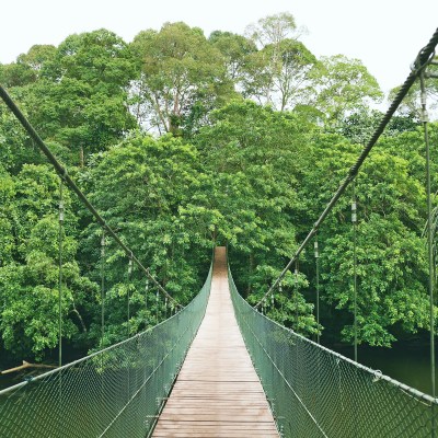 suspension bridge in the forest of the Ulu Temburong National Park