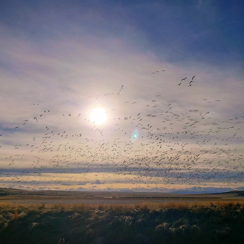 Snow goose migration Freezeout Lake Montana