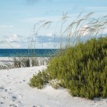 Large beach rosemary and sea oats on white sand Florida beach.