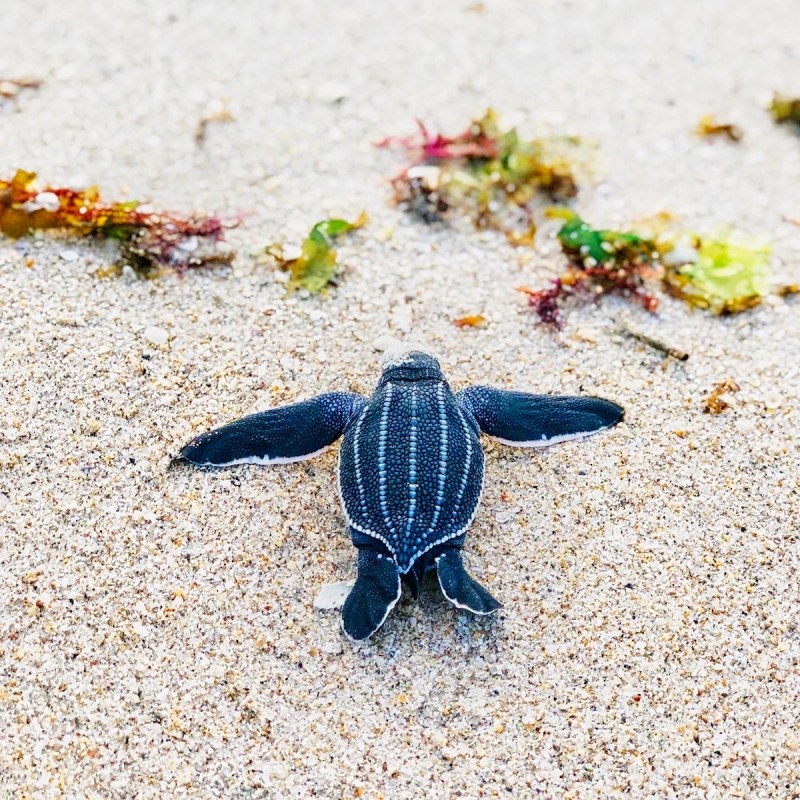 Leatherback Hatchling on a Florida Beach