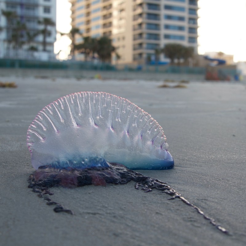 Portuguese man-of-war in Daytona, Florida