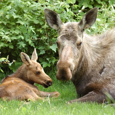 a mother moose and her calf.