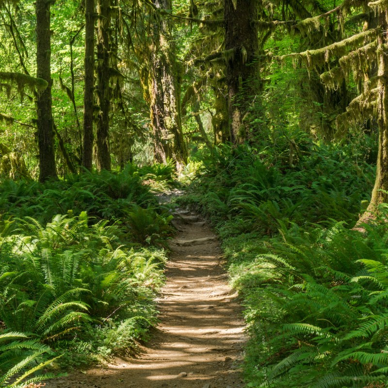 Hoh Forest in Olympic National Park