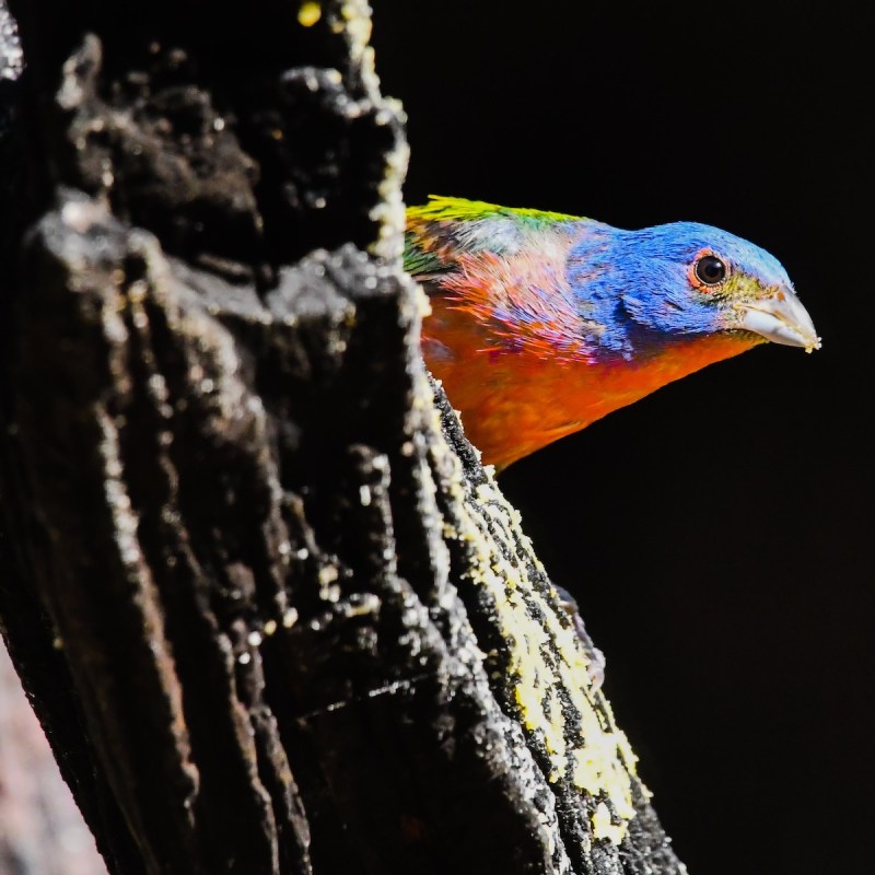 Painted Bunting at Guadalupe River State Park.