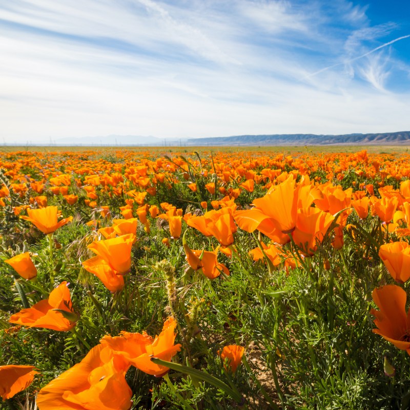 California Poppy Reserve