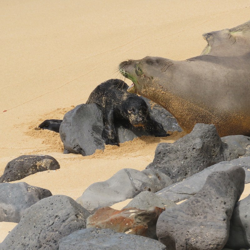 Baby Hawaiian monk seal