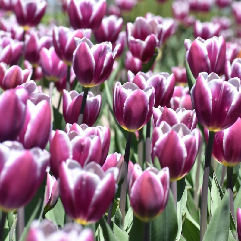 Tulips in Holland, Michigan during the Tulip Time Festival