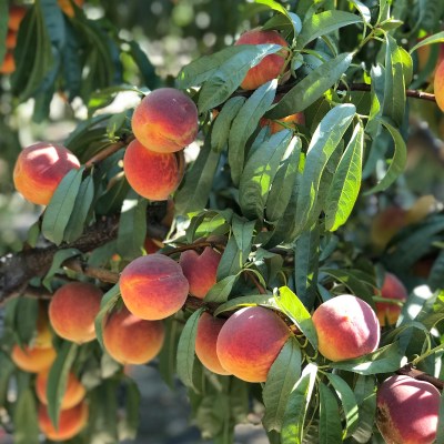 Ham Peaches ripen on tree.