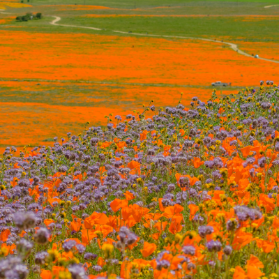 California Poppies blooming at Antelope Valley Poppy Reserve, California.