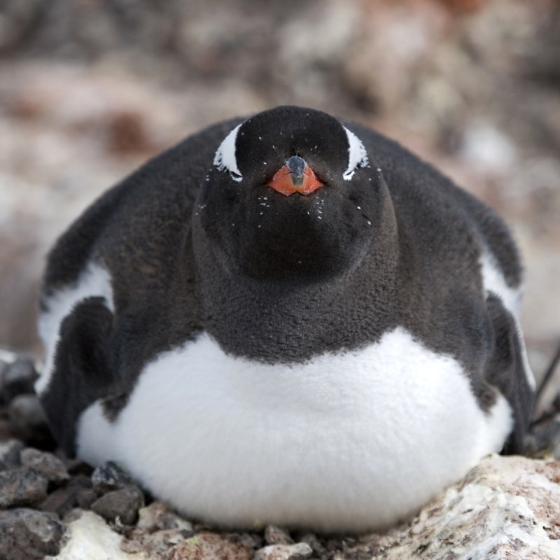 Gentoo penguin (Pygoscelis papua) resting on Goudier Island, Antarctica