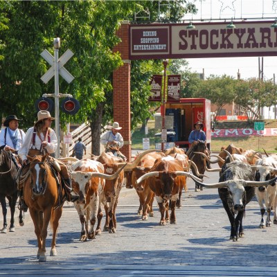 A herd of cattle parading through the Fort Worth Stockyards