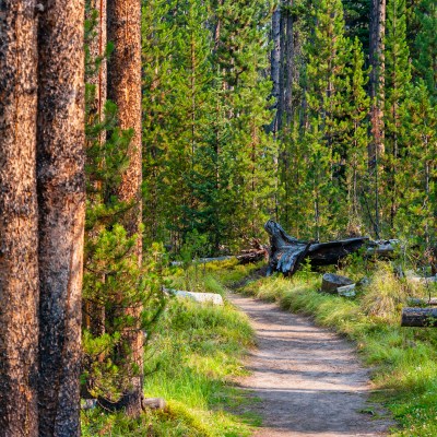 Hiking trail in Yellowstone National Park