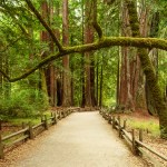 Big Basin Redwood State Park