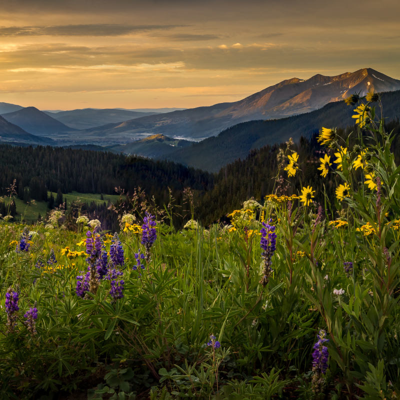 Wildflower field above Crested Butte in Colorado at sunrise.
