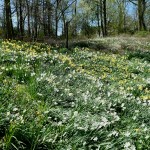 Daffodils at Reeves Reed Aboretum