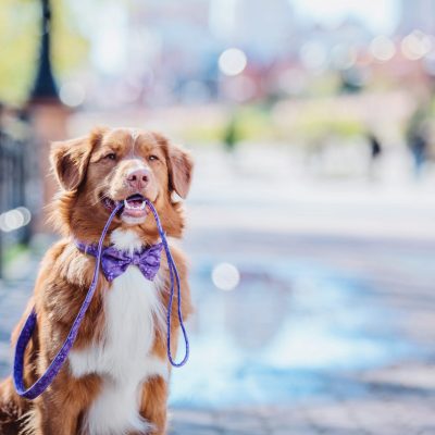 Retriever dog holding the leash in his mouth