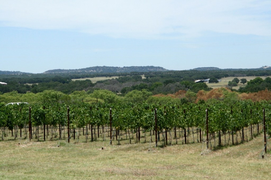 Hill Country Vineyard