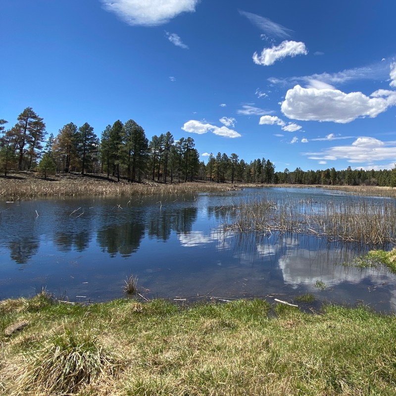 Woodland Lake in Pinetop-Lakeside.