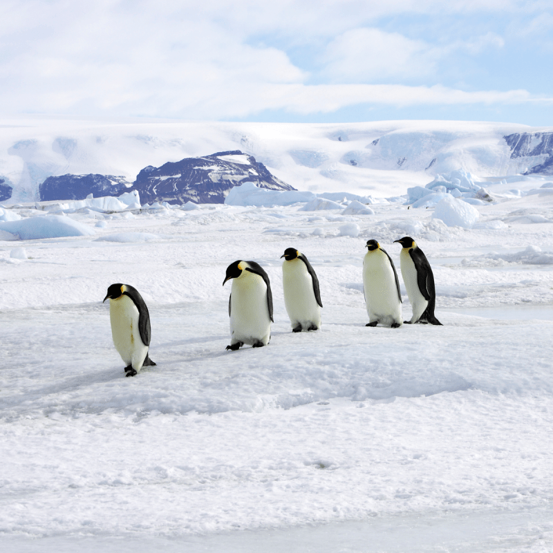 Emperor penguins on Snow Hill Island near Antarctica.