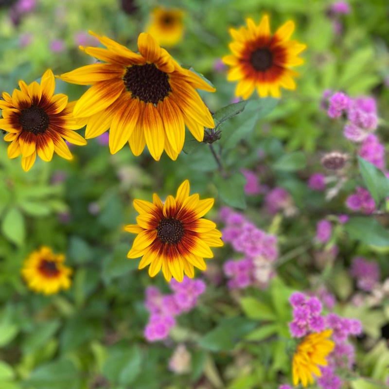 Closeup of bright flowers.