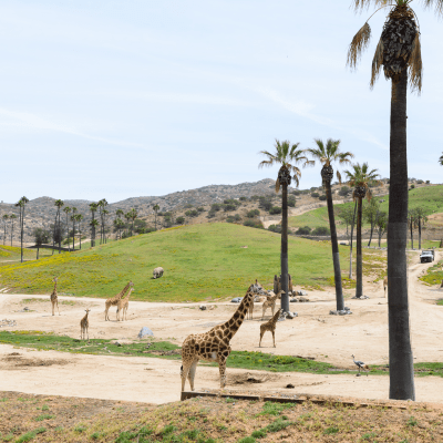 Giraffes, rhinos, and other animals at the San Diego Zoo.