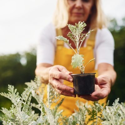 retiree woman working at a garden shop