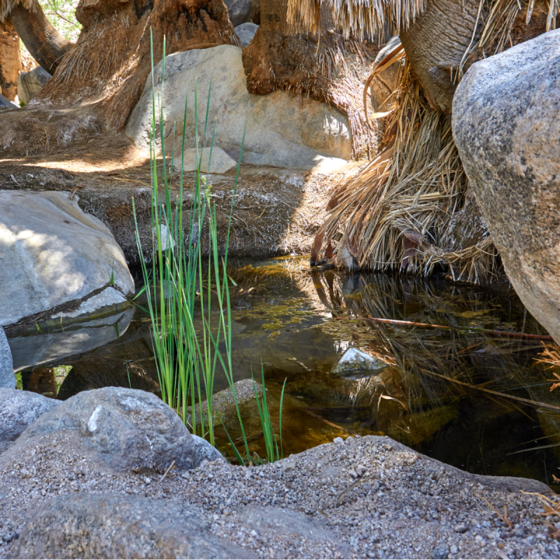 Watering hole of Fortynine Palms Oasis at the end of the Forty nine Palms Oasis trail in Joshua Tree National Park