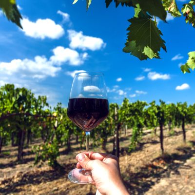 Glass of red wine in winery vineyards