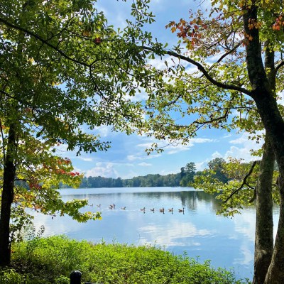 Lake Pelahatchie and ducks