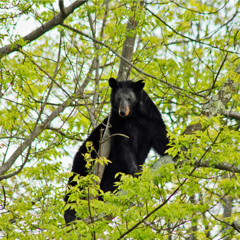 Black bear in tree top along Blue Ridge Parkway