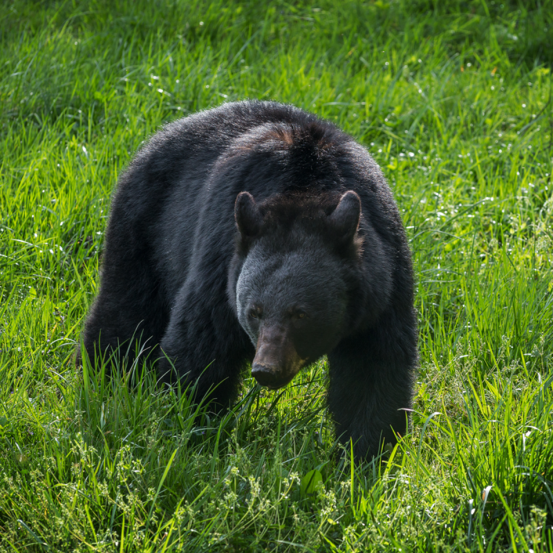 Black bear in Great Smoky Mountains National Park.