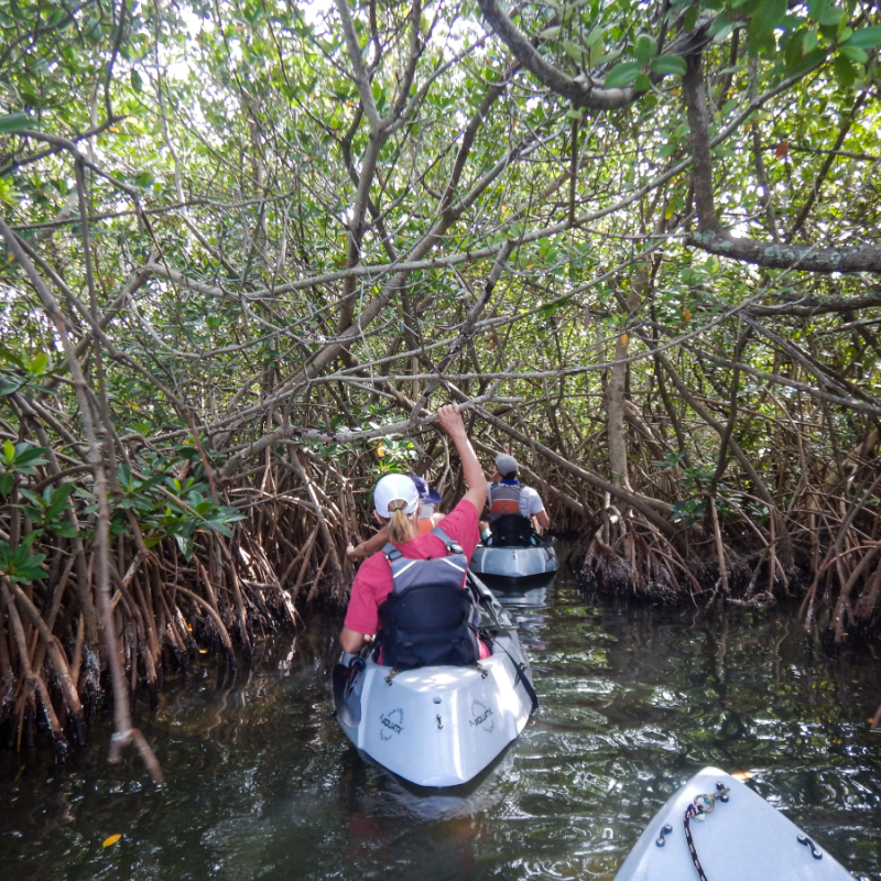Kayakers in mangrove tunnel