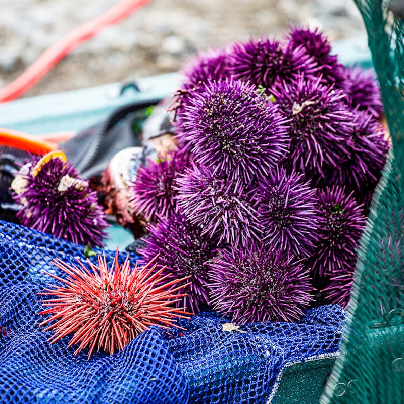 A purple urchin harvest at Van Damme Beach on the Mendocino Coast.