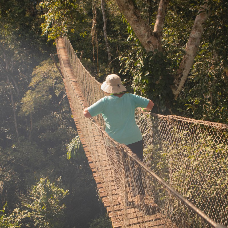 Wooden bridge, Amazon Rainforest tree canopy.