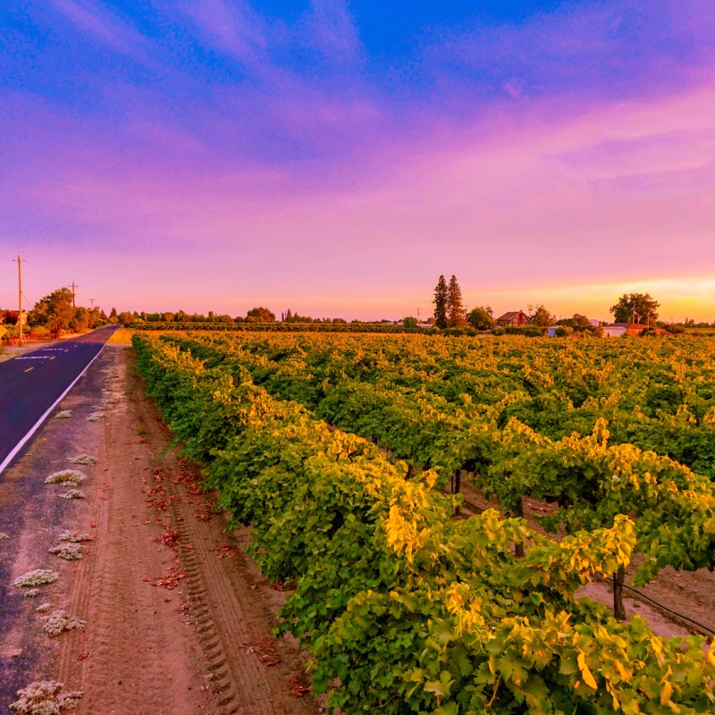 Colorful sky at sunset, at vineyard in Lodi, California