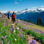 Wildflowers in alpine meadows in Whistler in Summer