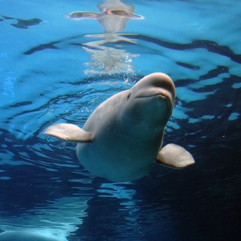 beluga whale mother with young calf