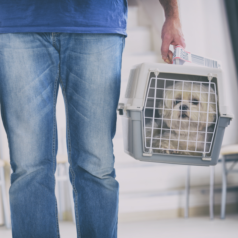 little dog in the airline cargo pet carrier at the airport after a long journey