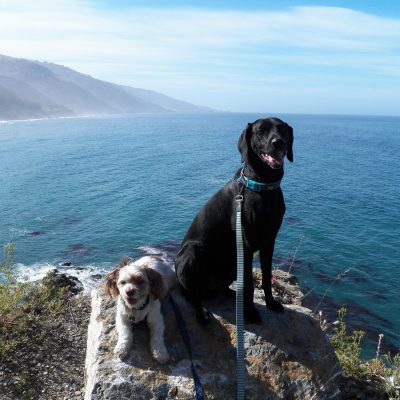 dogs on Big Sur coastline in California overlooking Pacific Ocean