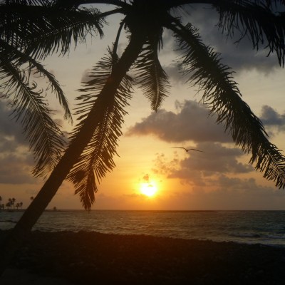 frigate bird over half moon caye