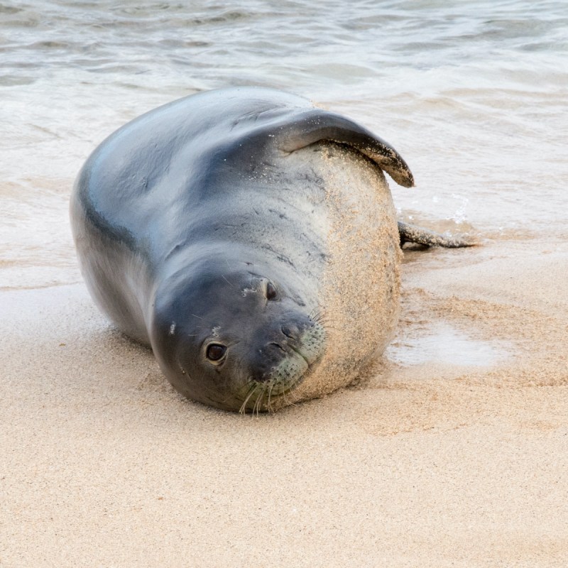 An endangered Hawaiian monk seal