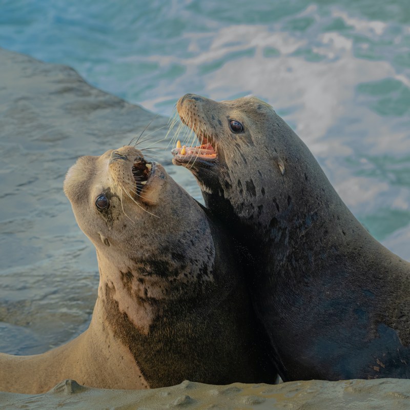 large male sea lions