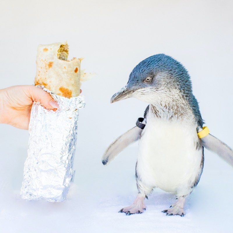 little blue penguin next to a burrito