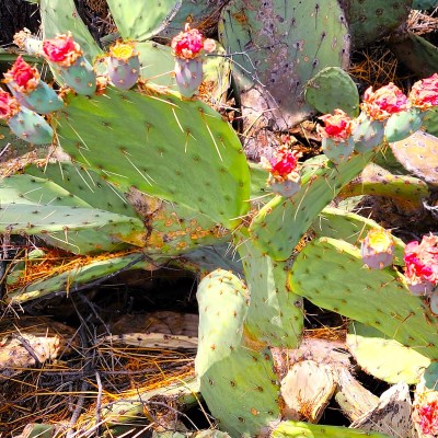 buds on the prickly pear cactus