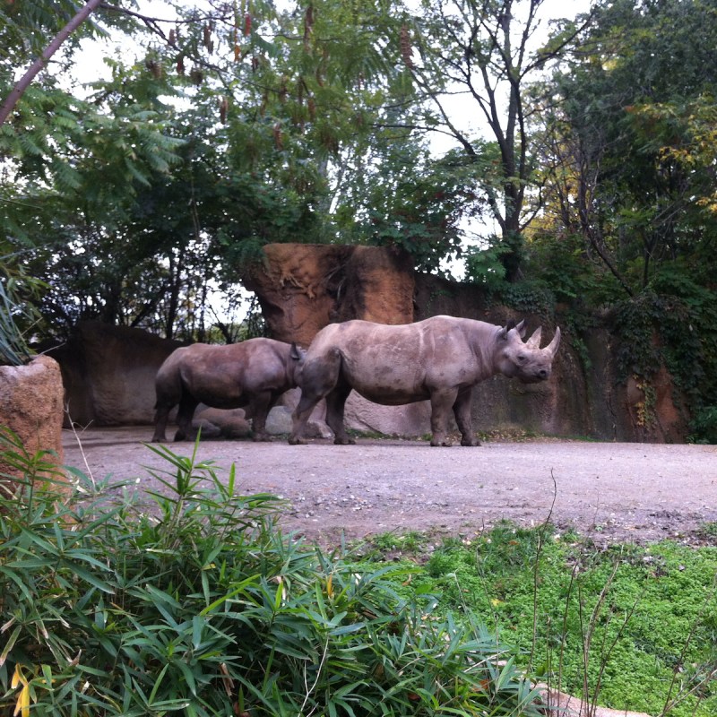 A pair of Rhinoceros at the permanent Rhino exhibit at the St. Louis Zoo